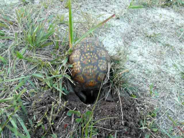 Box Turtle Laying Eggs on Vimeo