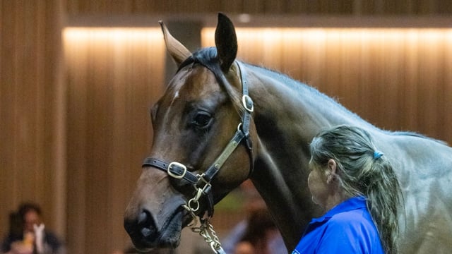 Marcus Heritage - Lot 640: 2024 Inglis Premier Yearling Sale Snippet