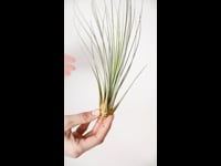 Tillandsia Juncea