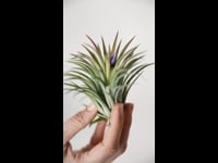 Tillandsia lonantha