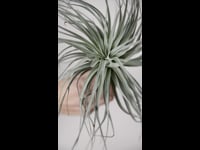 Tillandsia Super Silver