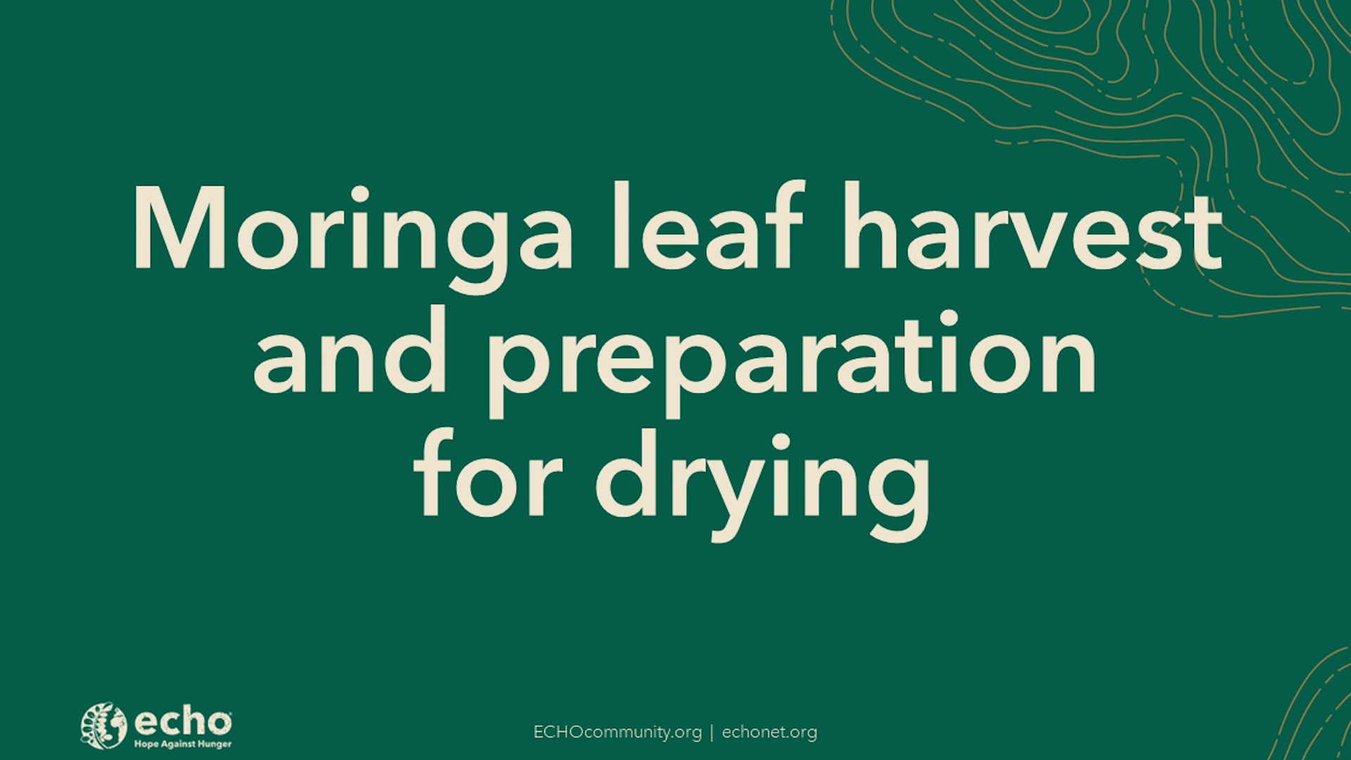 Moringa Leaf Harvest and Preperation for Drying