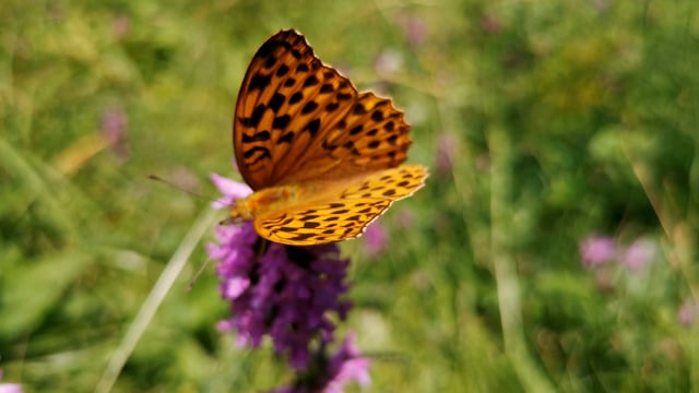 Butterfly, Nature, Insect. Free Stock Video - Pixabay