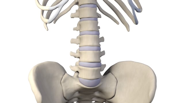 Spinal and Bony and Microvascular Anatomy