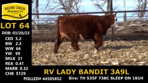 Lot #64 - RV LADY BANDIT 3A9L
