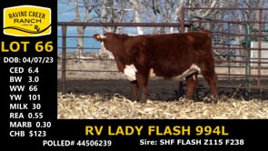 Lot #66 - RV LADY FLASH 994 L