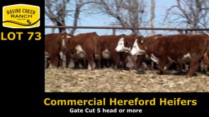 Lot #73 - Commercial Hereford Heifers