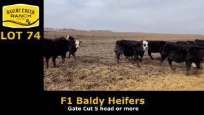 Lot #74 - F1 Baldy Heifers