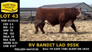 Lot #43 - RV BANDIT LAD 955K