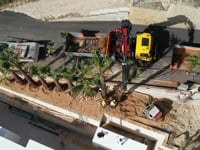 Elevación y plantación de palmeras