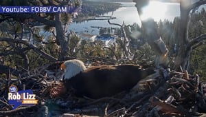 Bald Eagles Are Having Babies
