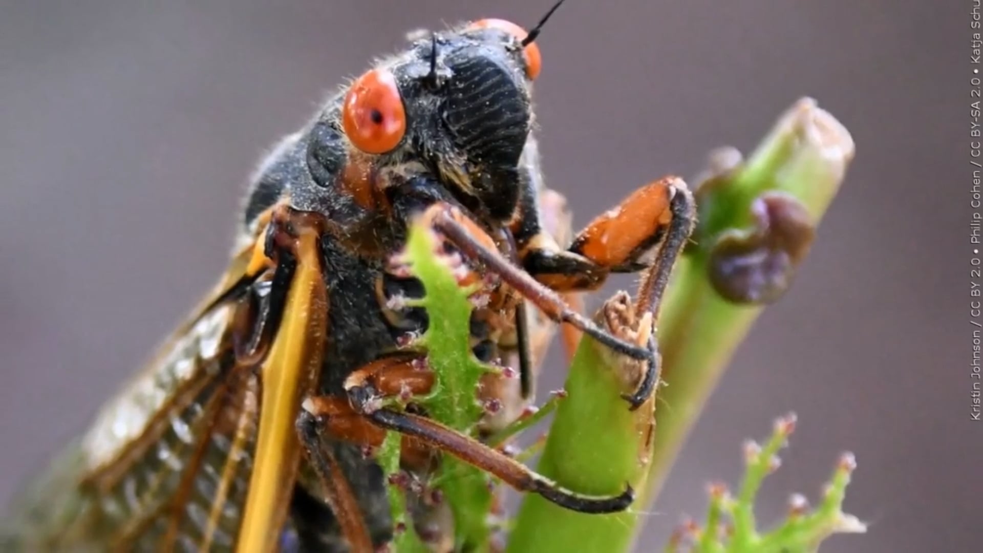 Cicadas are Coming.