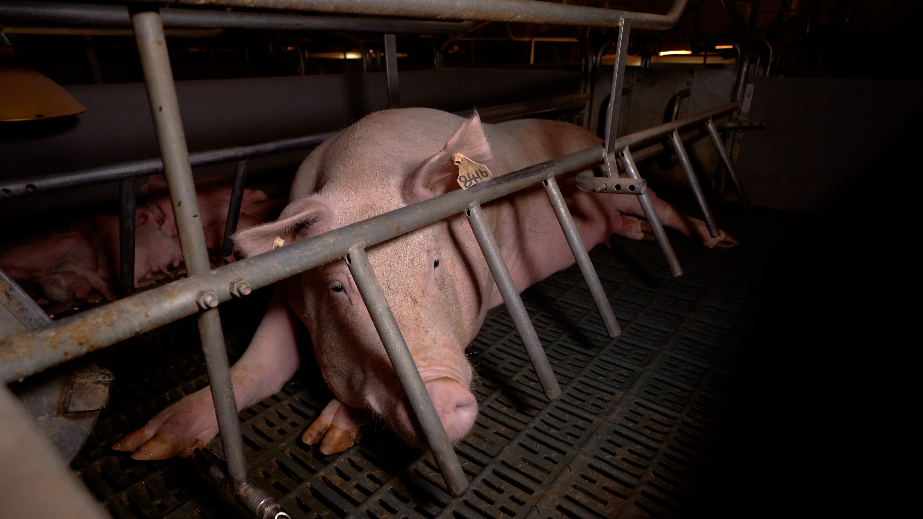 beastiality pig sex Midland Bacon, Carag Carag VIC, Australia - Farm Transparency Project |  Australian animal protection charity