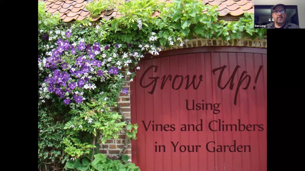 Grow Up! Using Vines and Climbers in Your Garden