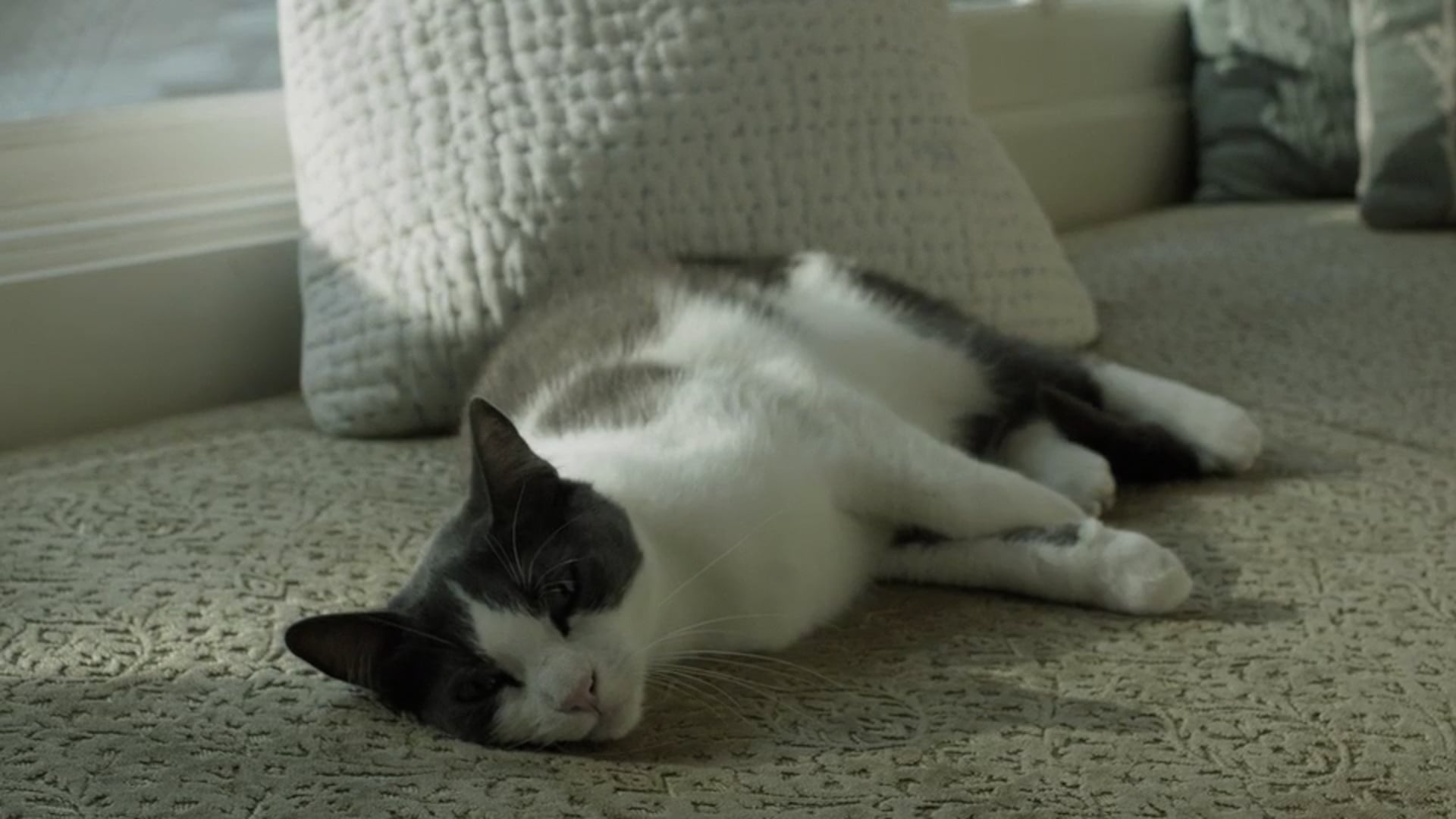 Friskies 'If You Let Me Eat'-HD