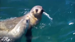 Sea Creatures L2 Topic Video