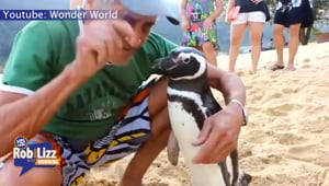 Penguin Travels 5000 Miles For WHO