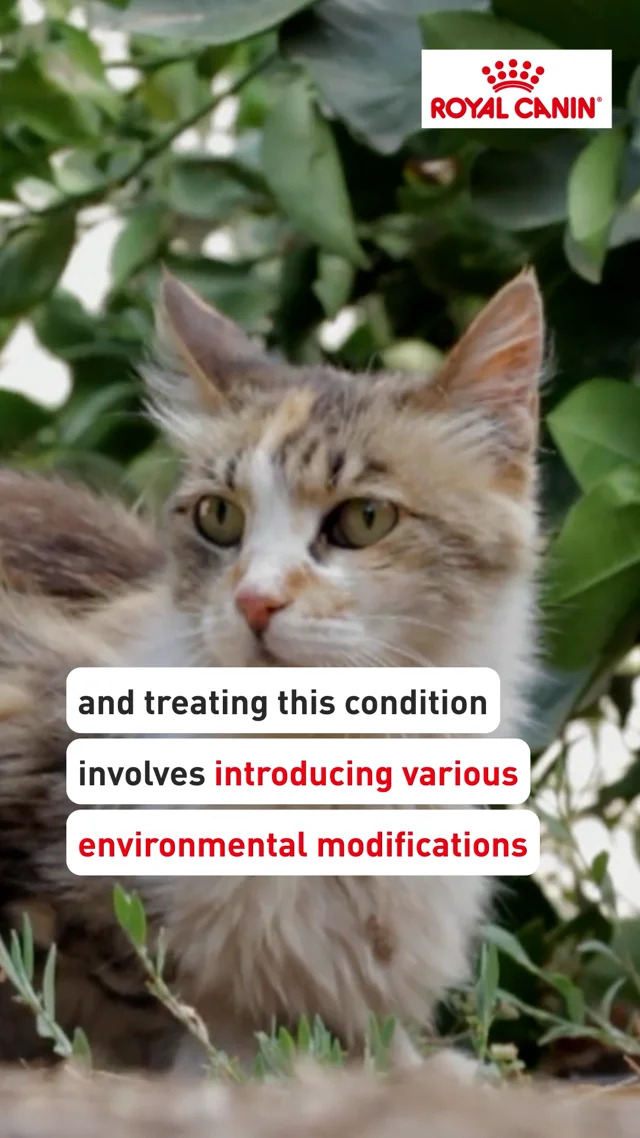 Cystitis in cats natural remedies sale
