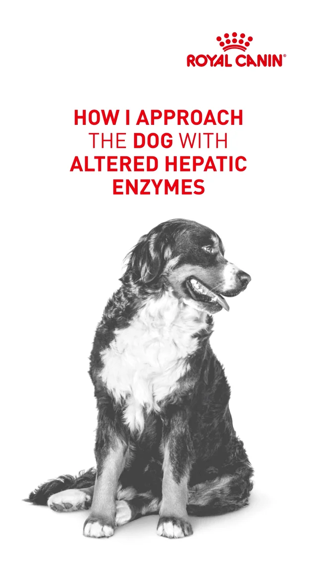 Elevated liver enzymes in dogs treatment best sale