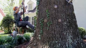 Humanitree Tree Service work site