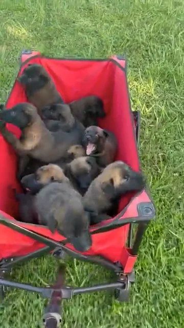 BSM - Puppies out for a ride looking at the many fun places to explore