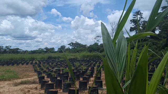 La amenaza de la palma aceitera en Ixiamas