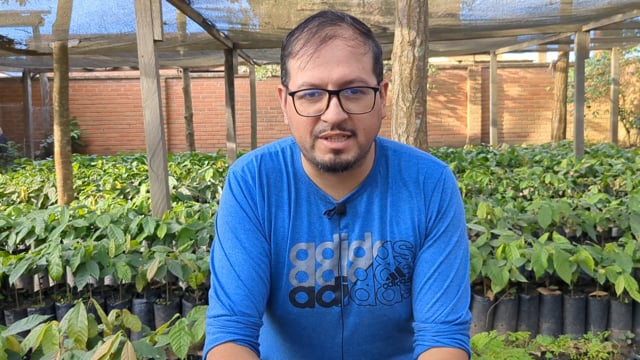 Producción de plantines de cacao