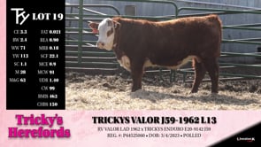 Lot #19 - TRICKYS VALOR J59-1962 L13