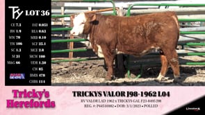 Lot #36 - TRICKYS VALOR J98-1962 L04