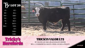 Lot #39 - TRICKYS VALOR L75 (BALDY)