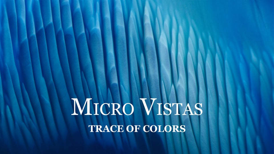 MICRO VISTAS: Trace Of Colors