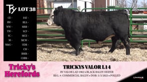 Lot #38 - TRICKYS VALOR L14 (BALDY)