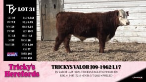 Lot #31 - TRICKYS VALOR J09-1962 L17