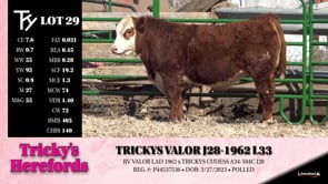 Lot #29 - TRICKYS VALOR J28-1962 L33