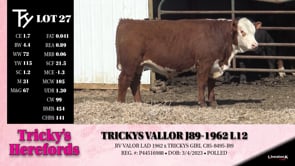 Lot #27 - TRICKYS VALLOR J89-1962 L12