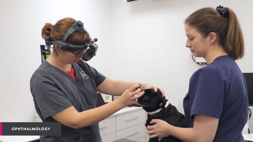 vimeo-video-thumbnail