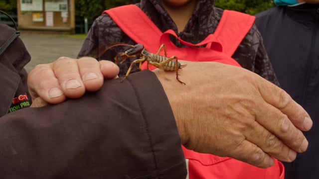 Ruamahanga Restoration Trust | Te Kura Kaupapa Māori o Wairarapa – Bugman