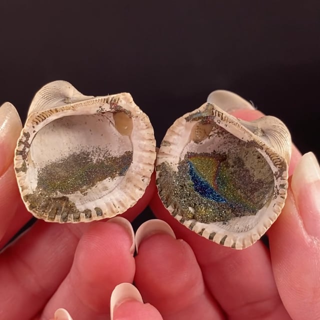 Mollusc Fossil with iridescent Marcasite (New Find!)