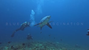 2471_Thresher shark and scuba divers