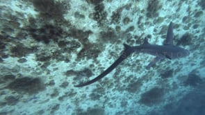 2473_Thresher shark swimming over coral reef in slow motion from above