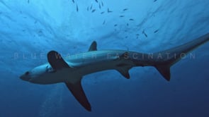 2474_Thresher shark from below swimming towards camera