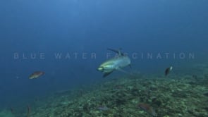 2475_Thresher shark swimming over coral reef in slow motion