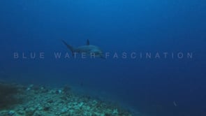 2476_Thresher shark passing very close in slow motion