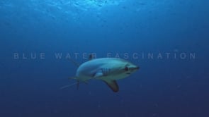 2478_Thresher shark passing very close in front of the camera