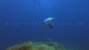 2479_Thresher shark swimming in circles over corals in Malapascua island, the philippines