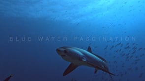 2480_Thresher shark turning close in front of camera