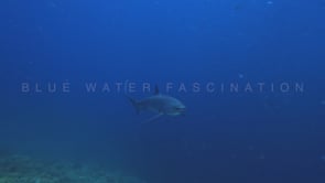 2482_Two Thresher sharks swimming over coral ref