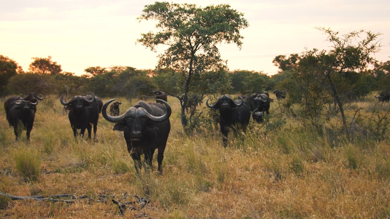 Cape Buffalo Herd