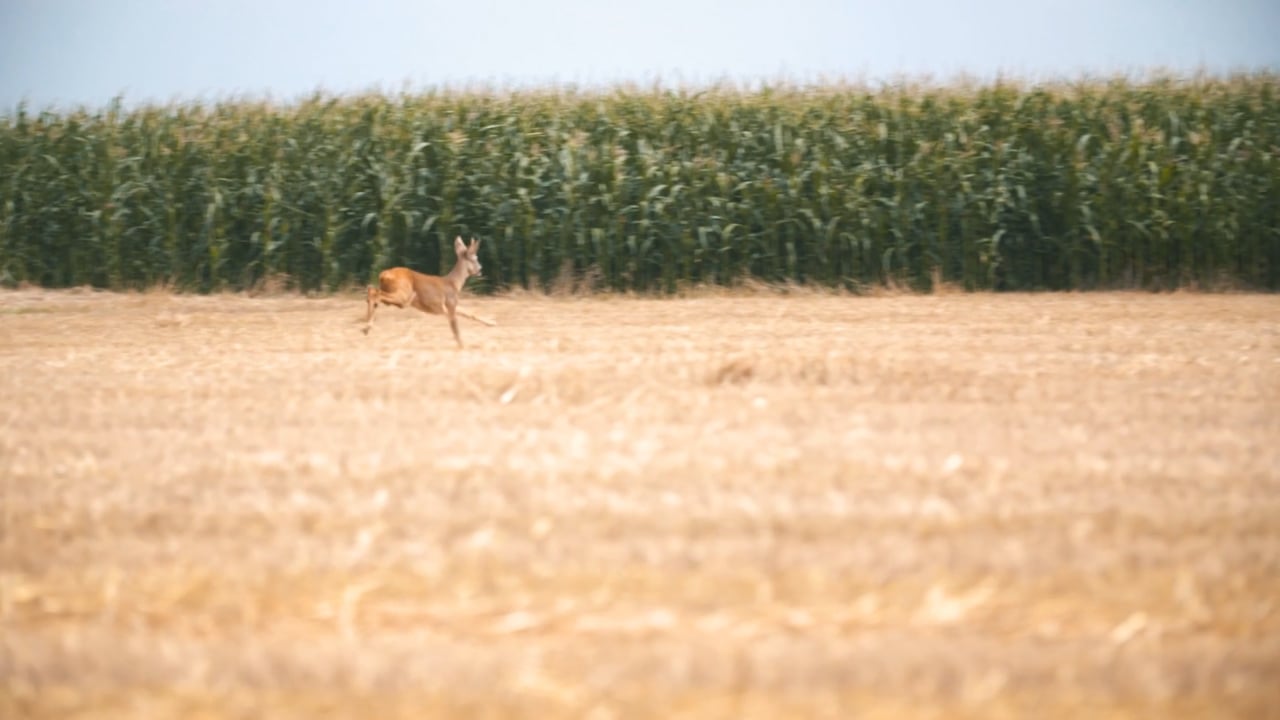 Roe Deer run