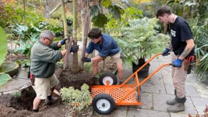 Autumn at Chanticleer – Colour, Flower, Fruit, Seeds and Structure, with Chris Fehlhaber.